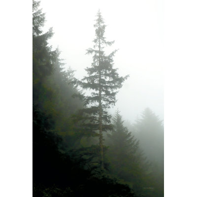 «Majestic Pines I» par Debra Van Swearingen - impression