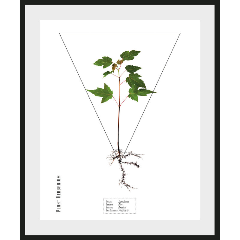 Plant - Single Picture Frame Print