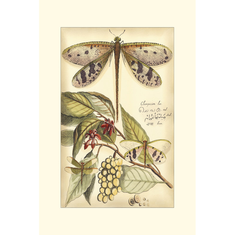 Whimsical Dragonflies I by Vision Studio - Wrapped Canvas Painting, 91cm H x 61cm W