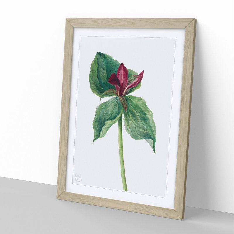 Whippoorwill Flower by Mary Vaux Walcott - Picture Frame Painting, 48cm H x 36cm W x 2cm D, Oak