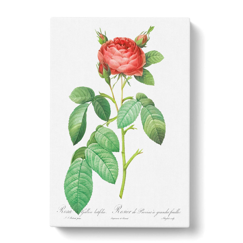 Gallic Rose by Pierre-Joseph Redoute - Wrapped Canvas Painting, 50cm H x 35cm W x 3cm D