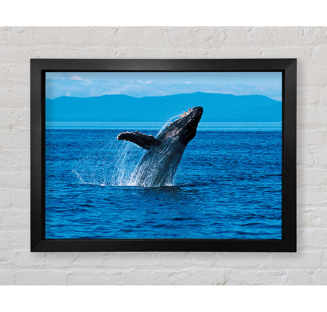 Whale Ocean Jump - Einzelner Bilderrahmen Kunstdrucke