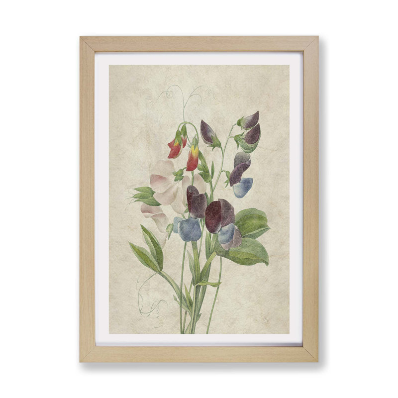 Sweet Pea Flowers by Pierre-Joseph Redoute - Single Picture Frame Painting, 45cm H x 63cm W x 2cm D, Oak