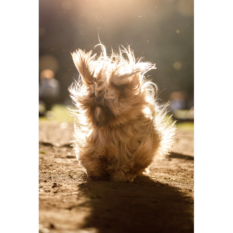 Bad Bad Day Dog par Capuski, H 30 po x l 20 po
