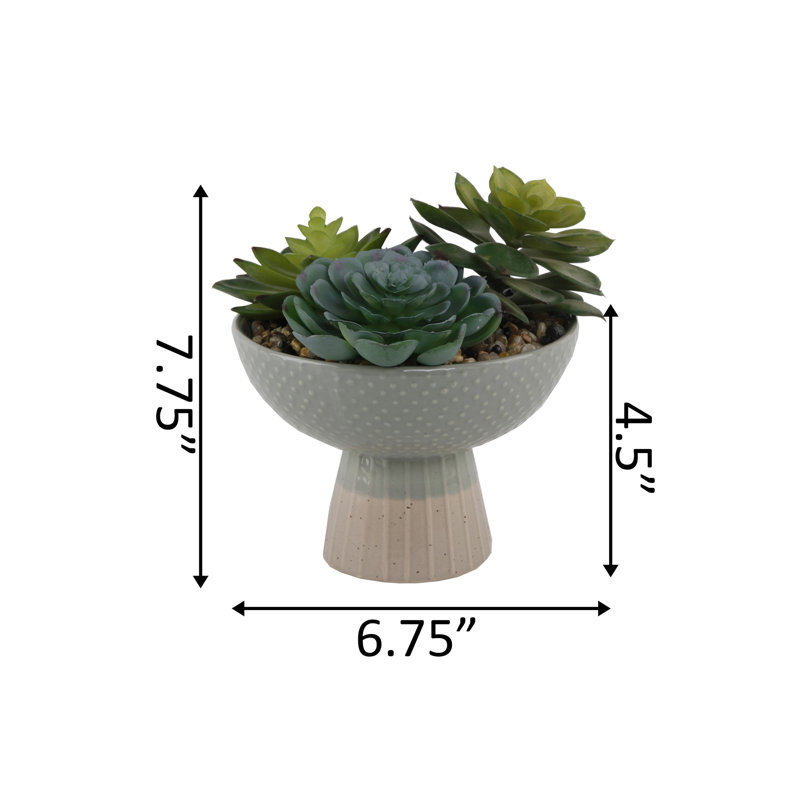 Succulent dans un pot de fleurs, Gris / beige