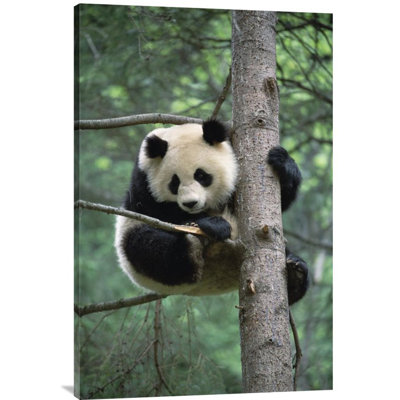 " Giant Panda "