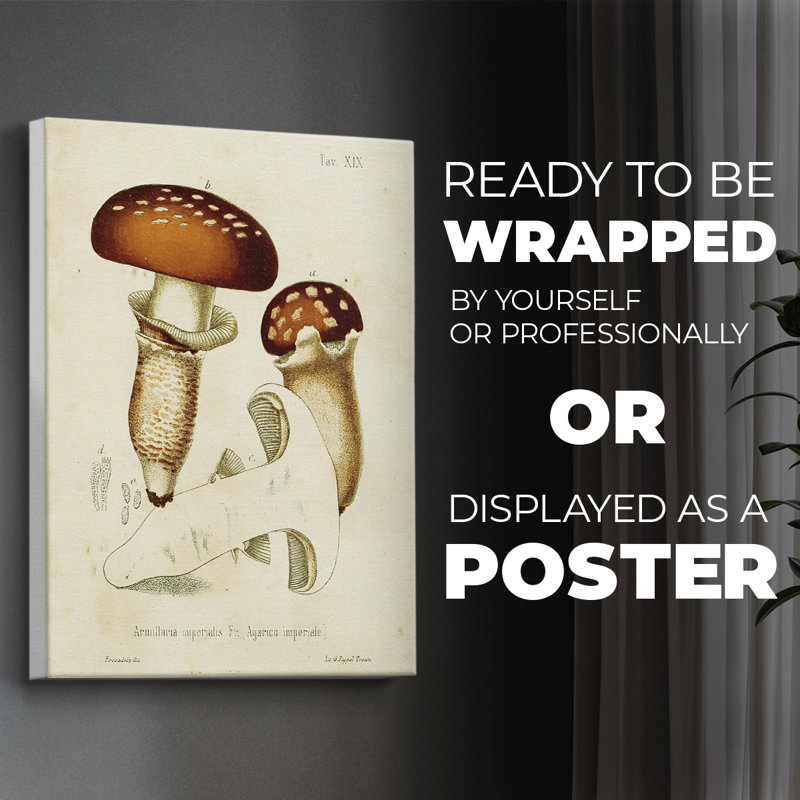 Variétés de champignons III - Impression sur toile seulement - NON-CADRE, H 18 po x l 12 po