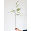 Plantes de la asparagus