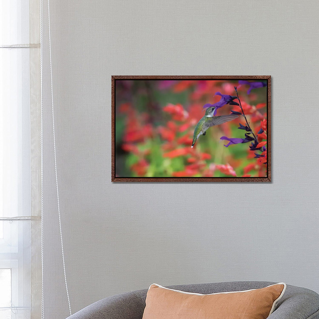 Rubinkehlkolibri auf Purple Majesty Salvia. Marion County, Illinois. von Richard & Susan Day - Gallery-Wrapped Canvas Gi...