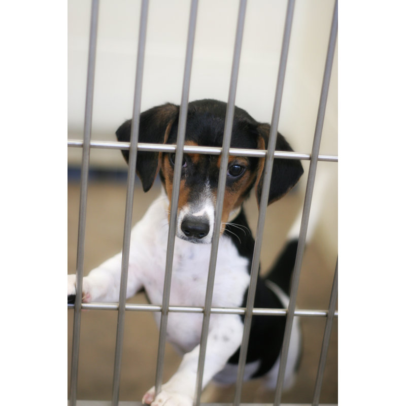 Dog Pound Puppy 115962233, 91cm H x 61cm W