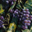 Tapisserie murale «Botanical Grape Vines»-133643039