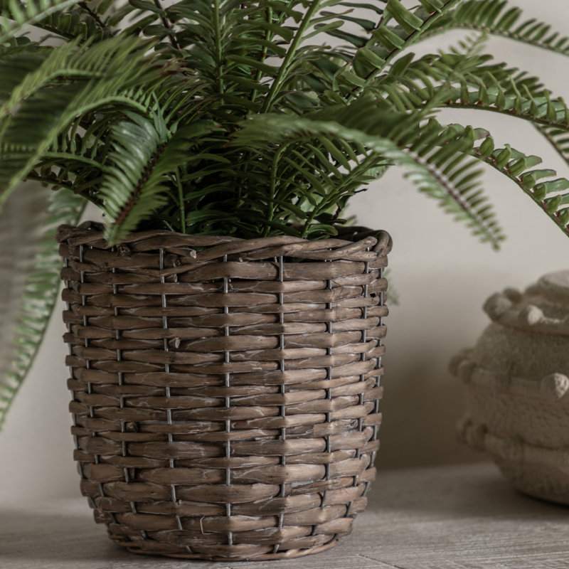Fern Plant, 81cm H x 56cm W x 56cm D
