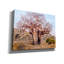 'The Giant Baobab' by Delene Lambert Canvas Wall Art, 34" x 26"-2095929134
