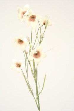 WILD CAMPANULA - IVORY