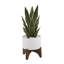 Plante de serpent pour plante