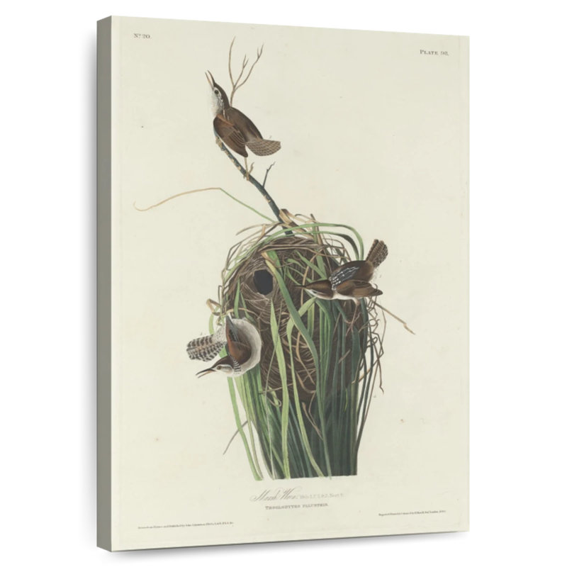Keiri Marsh Wren, 24" H x 16" W