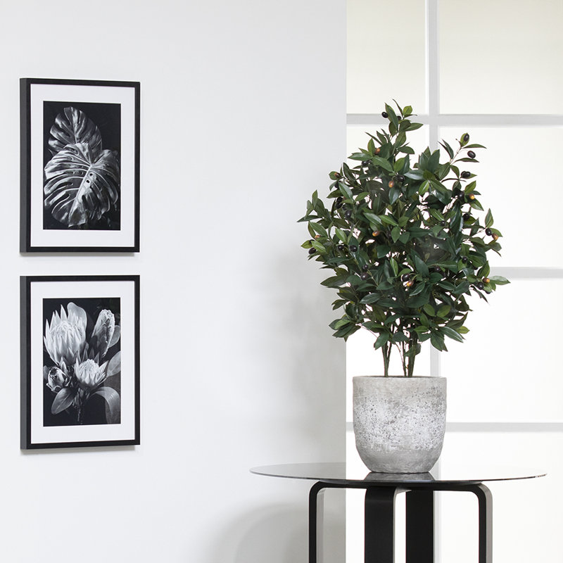 Plante d’huile dans un pot de fleurs