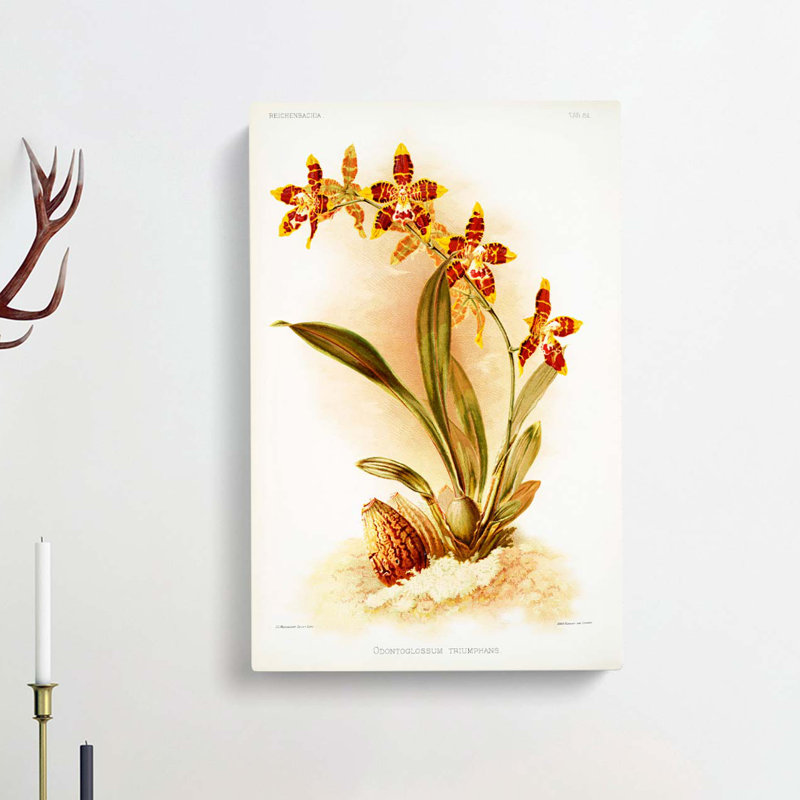 Magnolia Flowers Illustration Tab.86 by Frederick Sander - Wrapped Canvas, 50cm H x 35cm W x 3cm D