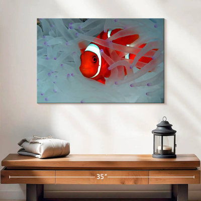 Crowle Hiding Clown Fish