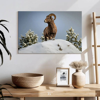 Brampt Winter Hilltop Bighorn Sheep
