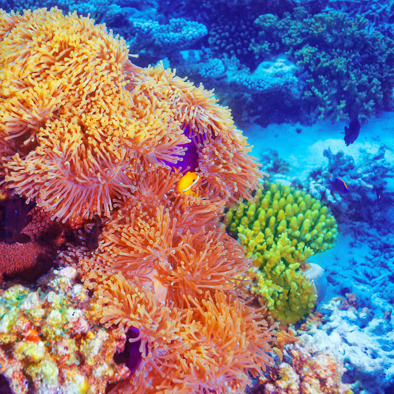 Byram Clown Fish In Coral Garden - Wrapped Canvas Print, 51cm H x 51cm W x 3.8cm D