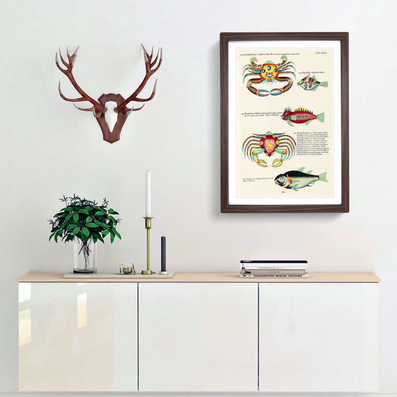 East Indies Fish & Crab Illustrations XLIX by Louis Renard - Picture Frame Painting Print, 65cm H x 48cm W x 2cm D