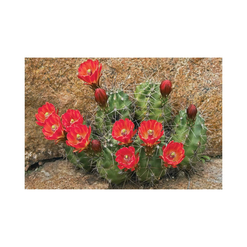 Claret Cup Cactus Flowering, Utah 1 Piece Wrapped Canvas Wall Art, 20.32 cm H x 30.48 cm W
