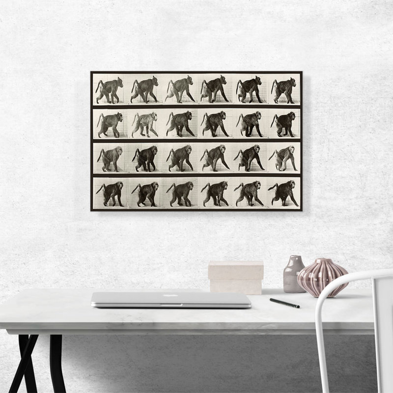 «Baboon Walking on All Fours» par Ead vêtementsd Muybridge - reproduction de dessin sur toile tendue
