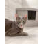Grand bac à litière d'angle pour chat-98733897-98733901