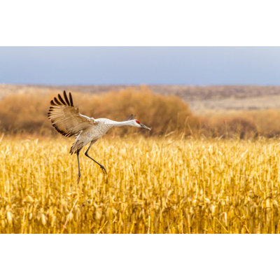 États-Unis, Nouveau-Mexique, refuge faunique national Bosque Del Apache, Sandhill Crane, atterrissage sous le nom de: Cathy & Gordon Illg / Jaynes Gallery, reproduction de l'affiche par