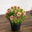 8 po Marguerite artificielle en pot noir - ensemble de 3