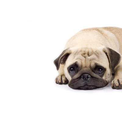 Cute Pug With Sad Eyes by Feedough - Wrapped Canvas Print