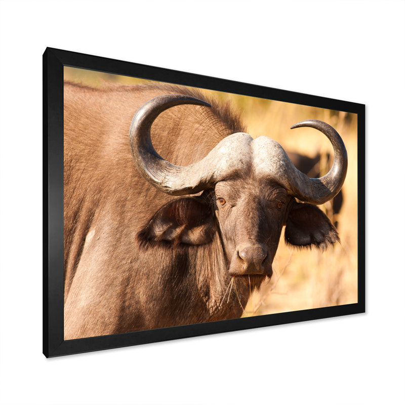 " African Cape Buffalo Head ", 16" H x 32" W x 1" D, Black Picture Frame