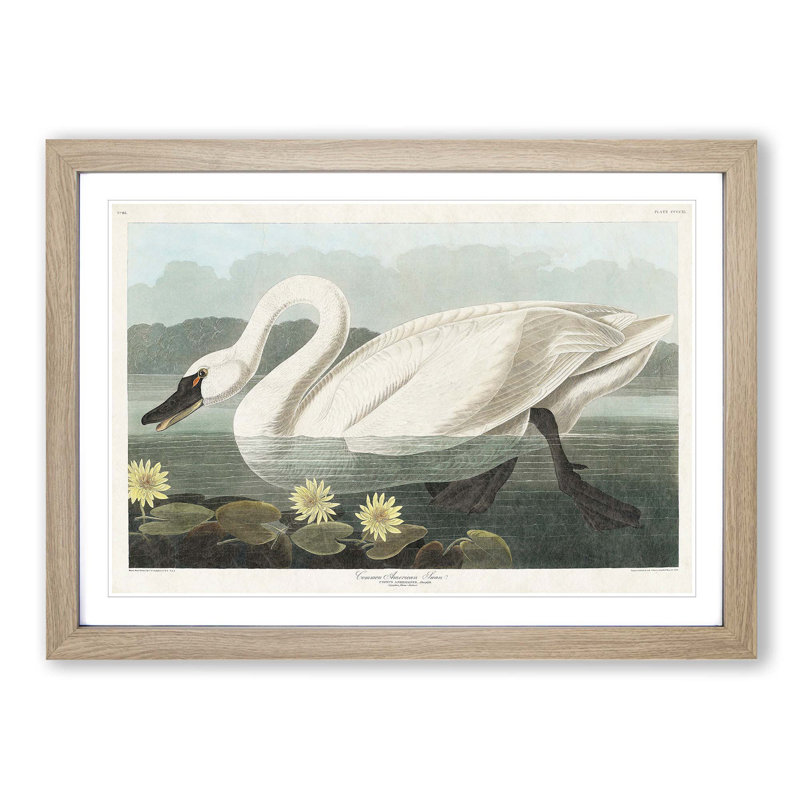 American Swan by John Audubon - Single Picture Frame Painting, 24cm H x 33cm W x 2cm D, Oak Framed