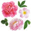 Large Flower Wall Decal