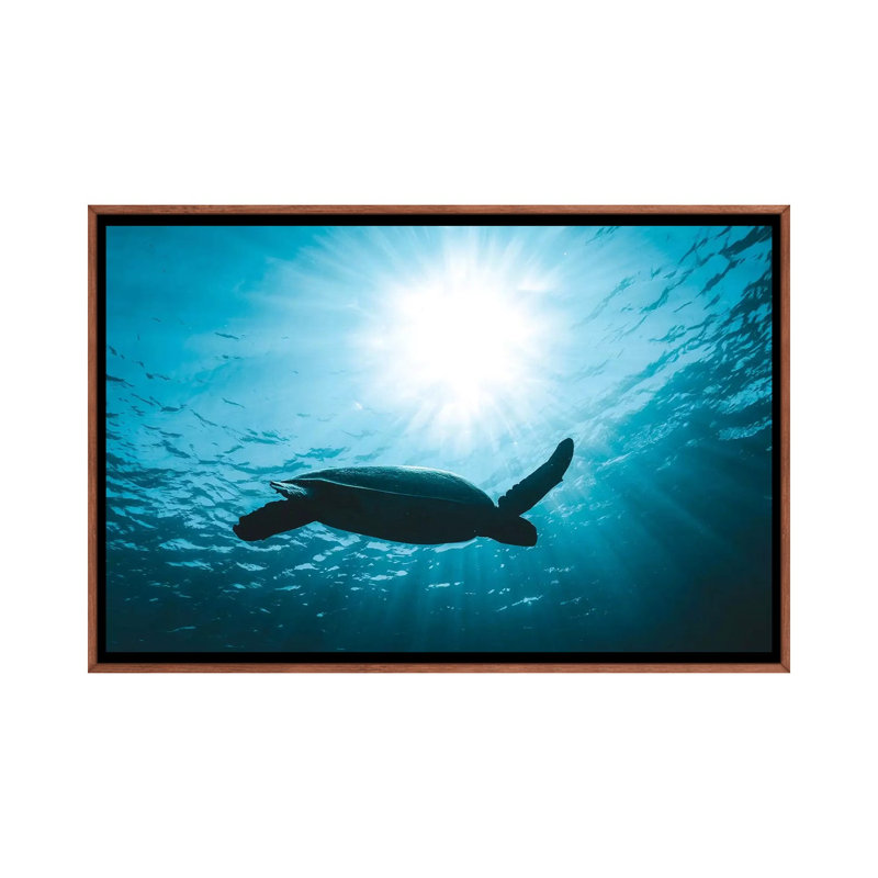 Tortue avec rayons de soleil par James Vodicka - reproduction, Toile avec cadre brun, H 26 po x l 40 po x 1,5 po, Aucun mat