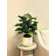 Organic Modern Faux Fiddle Leaf Fig Plant