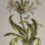 Lin botanique, art décoratif - 4 pièces pour murs de chambre à coucher, mur encadré 4 chambres à coucher en toile