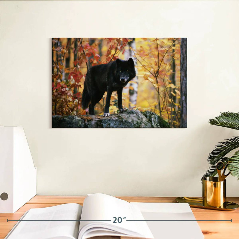Loup noir d'automne, H 8 po x l 12 po