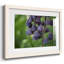 Aubergine-133614900-133614890