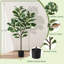 Arbre à figuier 51,6 po