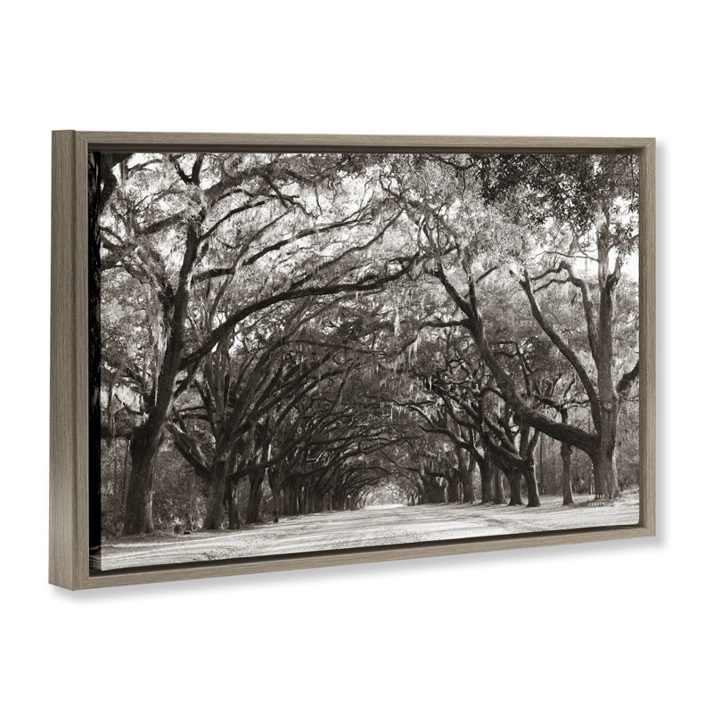 Cadre flottant Georgia Stroll Tree Tunnel, design par Nathan Larson, H 17 po x l 25 po, Cadre flottant orme Montalcino