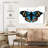 Brampt Butterfly Symmetry-107694043