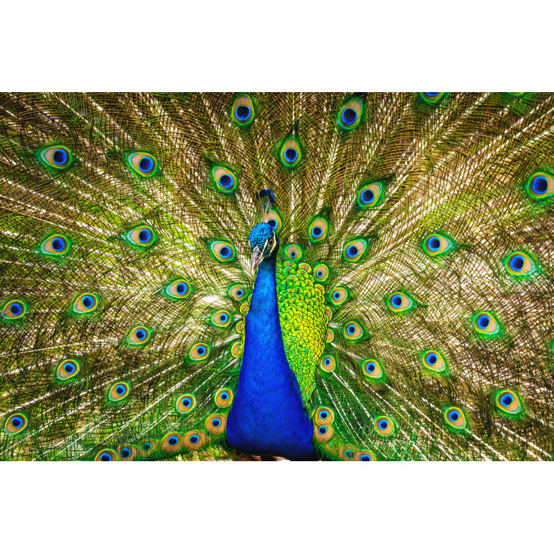 Blue Peacock by Circle Creative Studio, 8" H x 12" W
