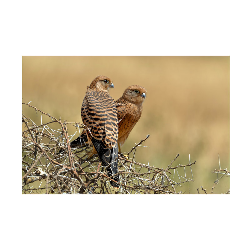«Nicolas Merino Kestrels Couple», art sur toile, H 30 po x l 47 po