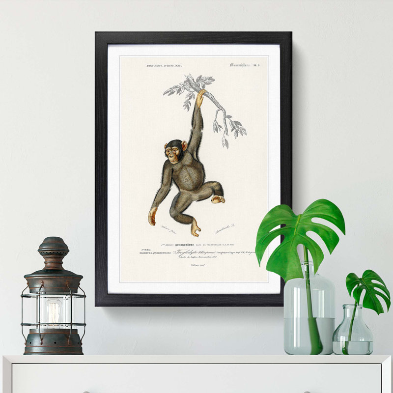 Chimpanzee by Charles D'Orbigny - Picture Frame Painting Print on MDF, Black Framed, 36cm H x 27cm W x 2cm D