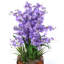 Arrangement floral orchidée danseuse en pot-59717664