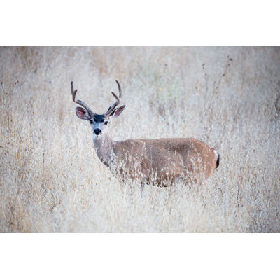 Black-Tailed Deer - Wrapped Canvas Print