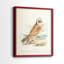 Hawk Owl - reproduction encadrée de qualité supérieure - prête à être accrochée - aucun clou requis - aucun clou requis-1047291002-1047291005