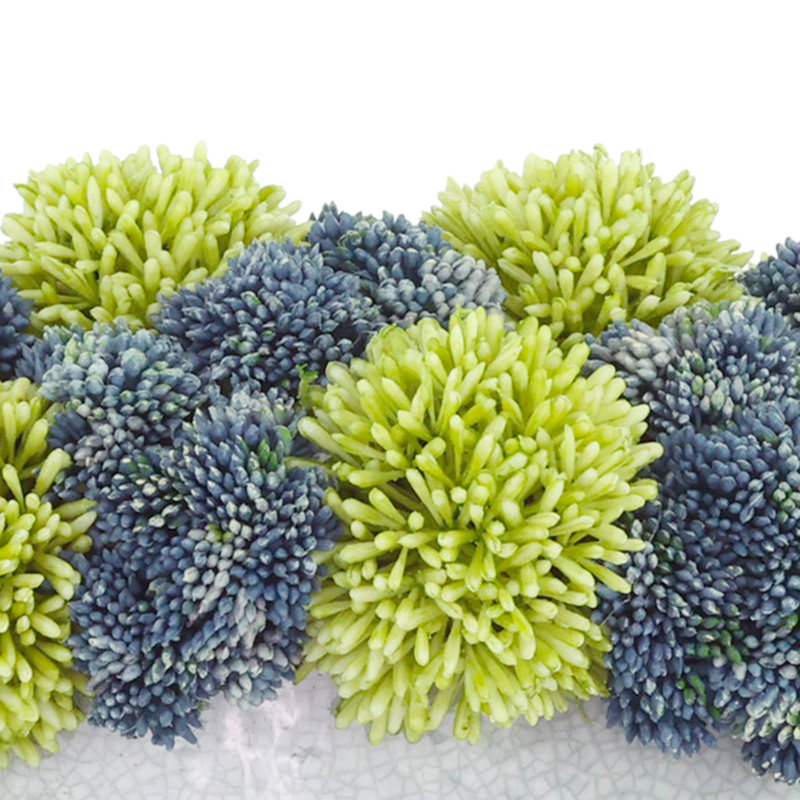 Assorted Sedum in Ceramic Pot